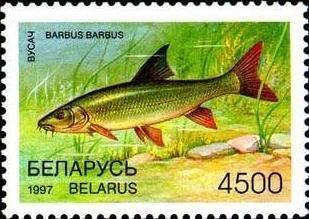 Stamp, Common Barbel (Barbus barbus), Belarus,  , Animals (Fauna), Fishes