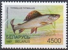 Grayling (Thymallus thymallus)