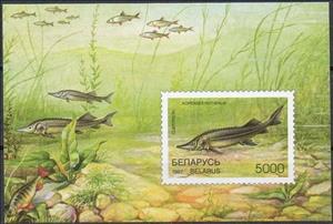 Souvenir Sheet, Sterlet (Acipenser ruthenus), Belarus,  , Animals (Fauna), Fishes