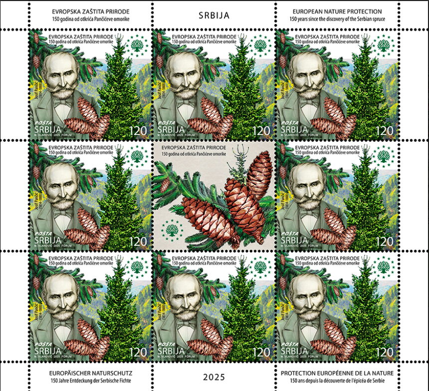 Josif Pančić & Pančić's Spruce (Picea omorika)