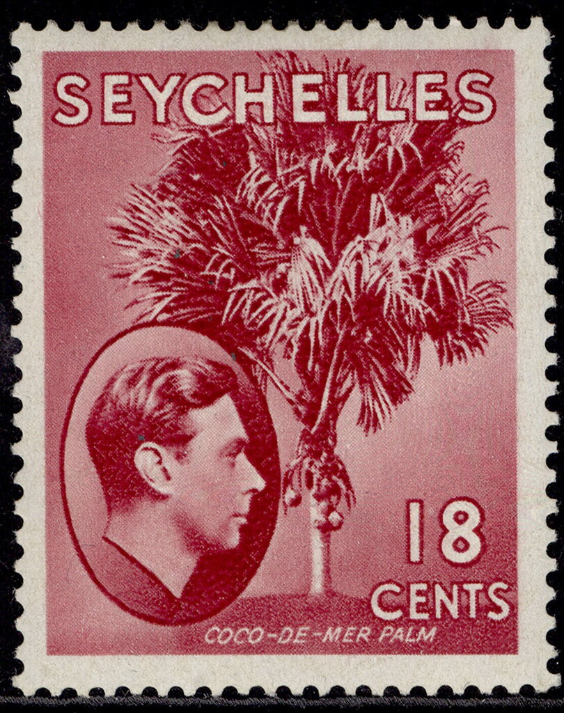 Coco-de-Mer palm