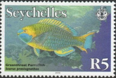 Greencheek Parrotfish (Scarus prasiognathos)
