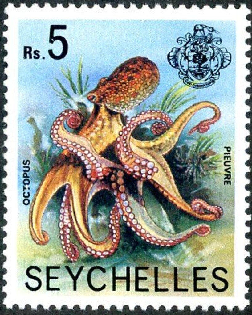 Octopus