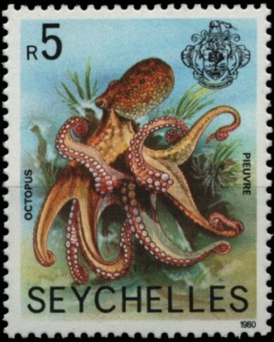 Octopus