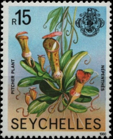 Pitcher plant