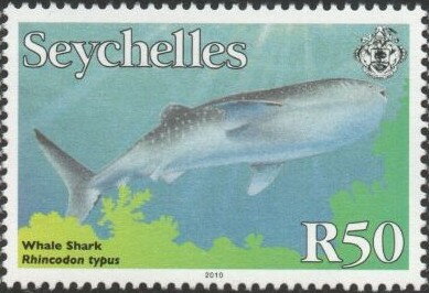 Whale Shark (Rhincodon typus)