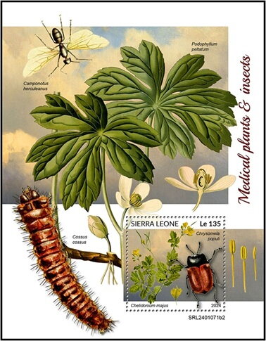 Chelidonium majus and Chrysomela populi