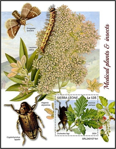Orchestes fagi and Quercus petraea