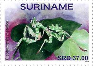 Stamp, Blepharopsis mendica, Suriname,  , Insects