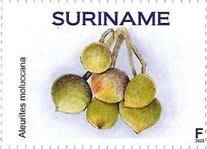 Stamp, Candlenut (Aleurites moluccana), Suriname,  , Fruits and Berries