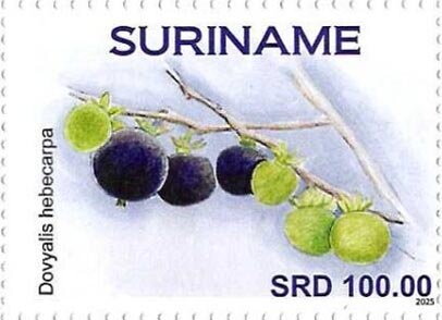 Ceylon Gooseberry (Dovyalis hebecarpa)
