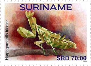 Stamp, Harpogomantis tricolor, Suriname,  , Insects