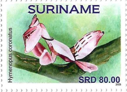 Hymenopus coronatus