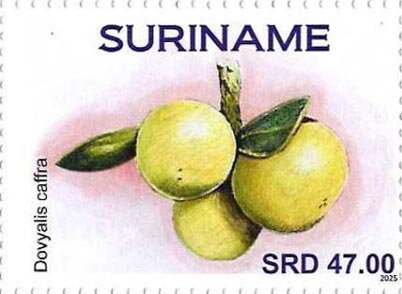 Kei Apple (Dovyalis caffra)