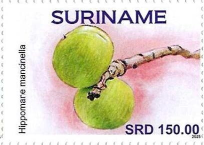 Manchineel (Hippomane mancinella)