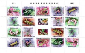Full Pane, Mantises, Suriname,  , Insects