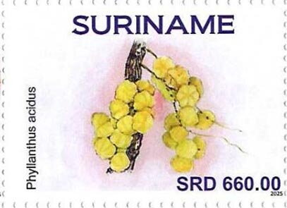 Otaheite Gooseberrie (Phyllanthus acidus)