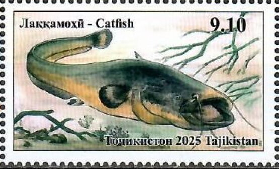 Catfish (Silurus sp)