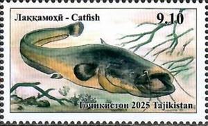 Stamp, Catfish (Silurus sp), Tajikistan,  , Fishes