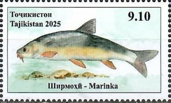 Marinka (Schizothorax sp)
