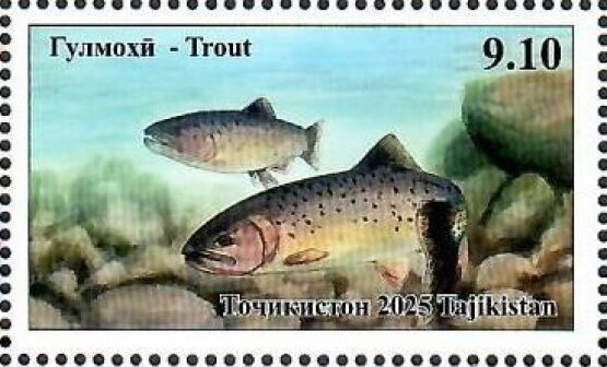 Trout (Oncorhynchus sp)