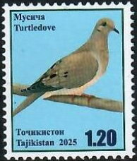 Turtle dove (Streptopelia turtur)