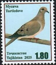 Turtle dove (Streptopelia turtur)