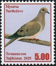 Stamp, Turtle dove (Streptopelia turtur), Tajikistan,  , Birds