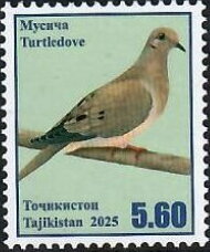 Turtle dove (Streptopelia turtur)
