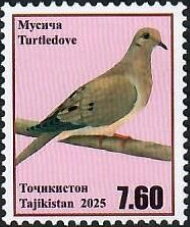 Turtle dove (Streptopelia turtur)