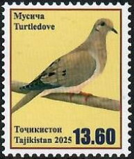 Turtle dove (Streptopelia turtur)