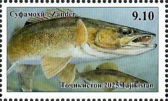 Zander (Sander lucioperca)