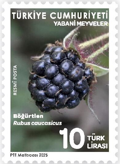 Caucasian Blackberrt (Rubus caucasicus)