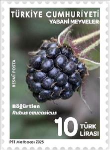 Stamp, Caucasian Blackberrt (Rubus caucasicus), Turkey,  , Fruits and Berries