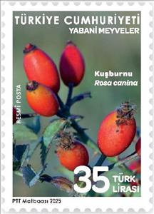 Stamp, Dog Rose (Rosa canina), Turkey,  , Fruits and Berries