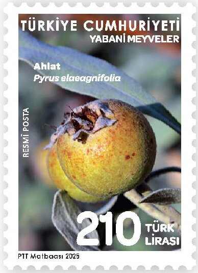 Oleaster-Leaved Pear (Pyrus elaeagrifolia)