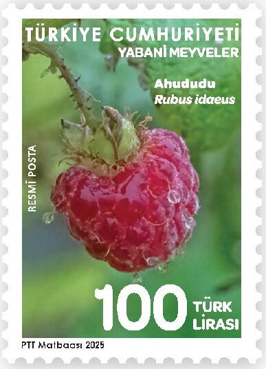 Raspberry (Rubus idaeus)
