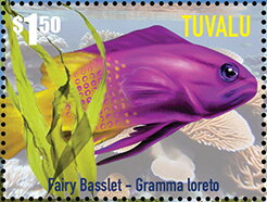 Fairy Basslet (Gramma loreto)