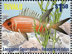 Longspine Squirrelfish (Holocentrus rufus)