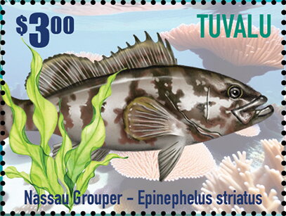 Nassau Grouper (Epinephelus striatus)