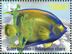Queen Angelfish 'Holacanthus ciliaris)