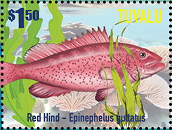 Stamp, Red Hind (Epinephelus gutatus), Tuvalu,  , Animals (Fauna), Fishes, Sea Life