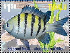 Sergeant Major (Abudefduf saxatitis)