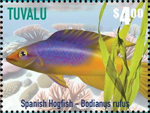 Stamp, Spanish Hogfish (Bodianus rufus), Tuvalu,  , Animals (Fauna), Fishes, Sea Life