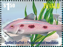 Spotted Goatfish (Pseunupeneus maculatus)