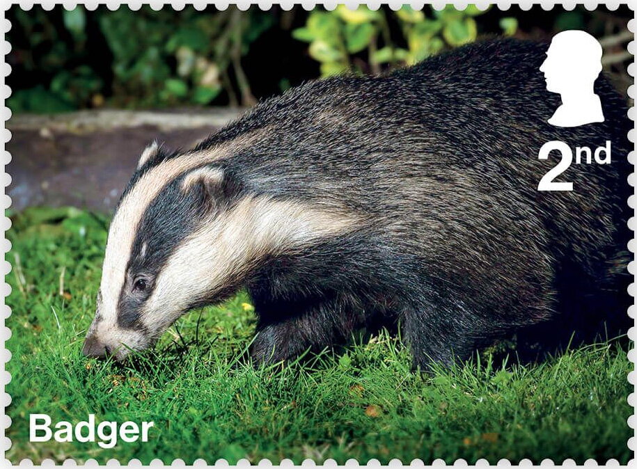 Badger
