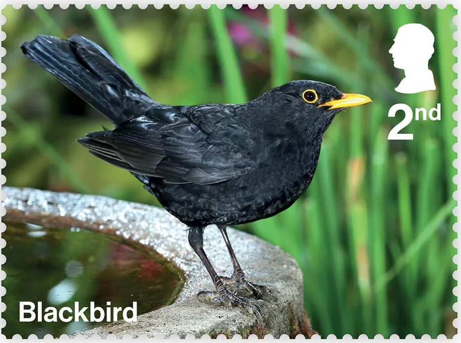 Blackbird