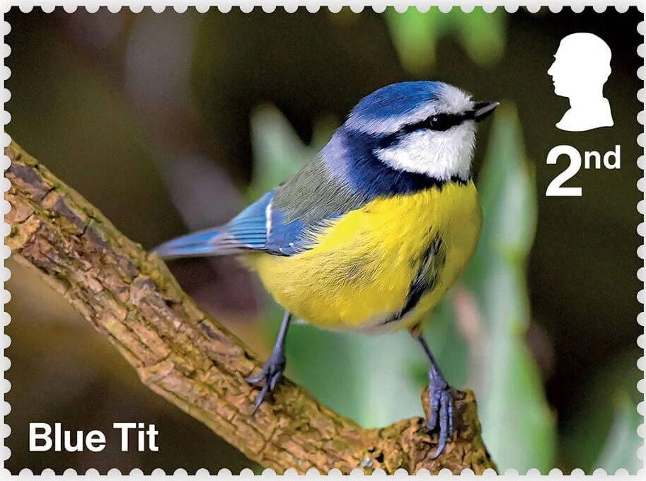 Blue Tit