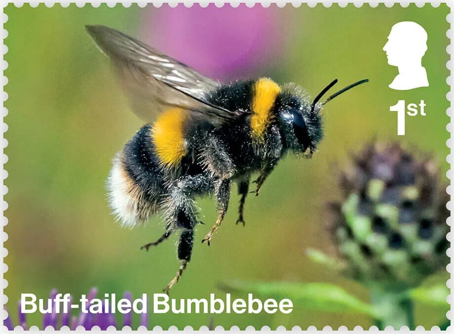 Buff-Tailed Bumblebee