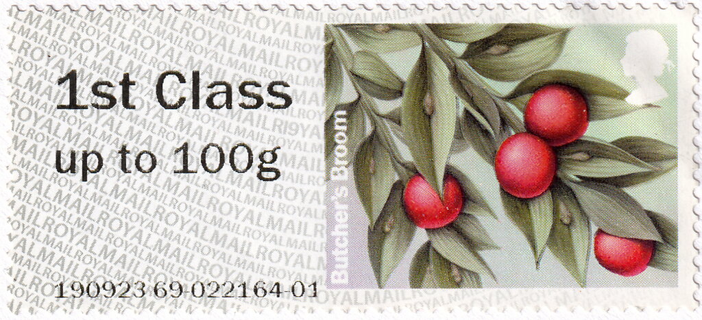 Butcher's Broom (Ruscus aculeatus)